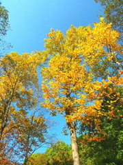 紅葉のユリノキと青空