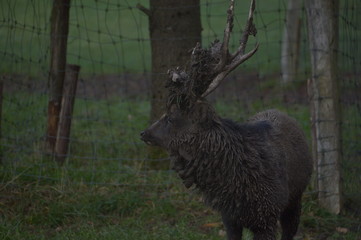 Hirsch