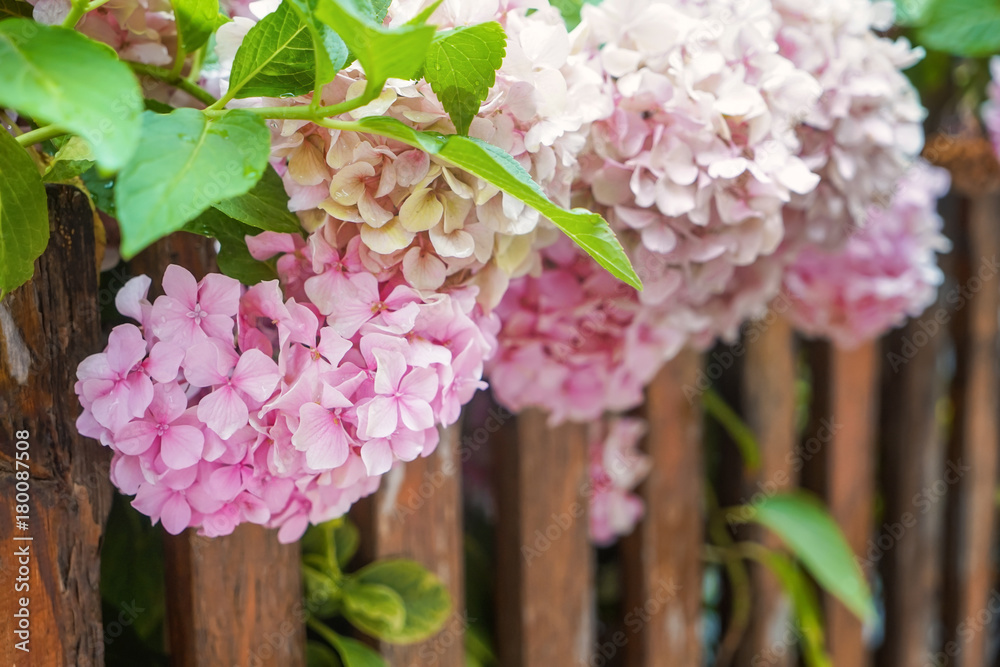 Canvas Prints beautiful hydrangea flowers growing on street