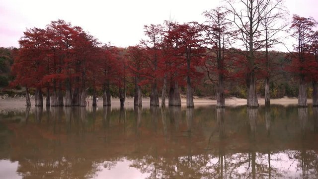 Red swamp cypresses and lake, autumn background