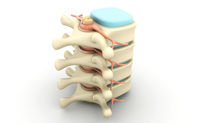 3d rendered of human spine on medical in white background