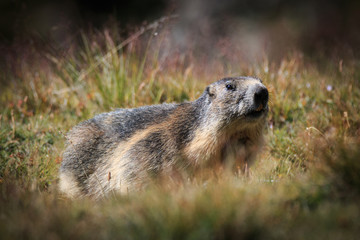 marmotta alpina