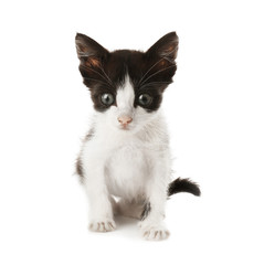Cute funny baby kitten on white background