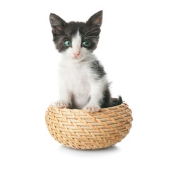 Fototapeta na wymiar Cute funny baby kitten sitting in wicker bowl on white background