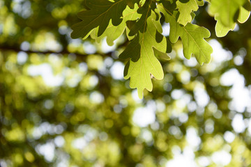 Spring or Summer concept: beauty of green leaves on blurred background.