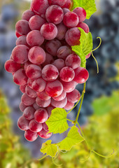 grappe de raisin rosé 