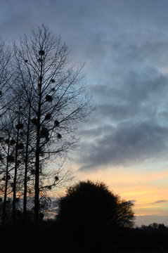 environnement climat air ozone pollution nature arbre paysage wallonie bois ciel air rechauffement nuit climatique lumiere meteo automne hiver soleil Gaume Ardennes