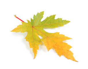 Autumn leaf on white background