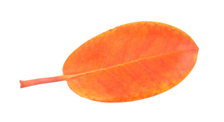 Autumn leaf on white background