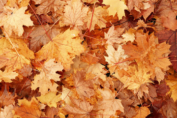 Naklejka na ściany i meble Colorful autumn leaves as background