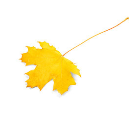 Autumn leaf on white background