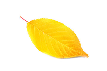 Autumn leaf on white background