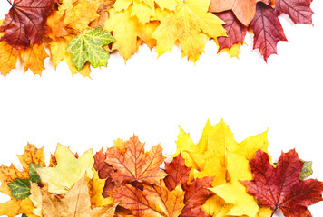 Naklejka na ściany i meble Colorful autumn leaves on white background