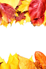 Colorful autumn leaves on white background