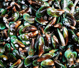 Lots of mussels