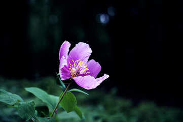 Fototapeta na wymiar Wild purple flower