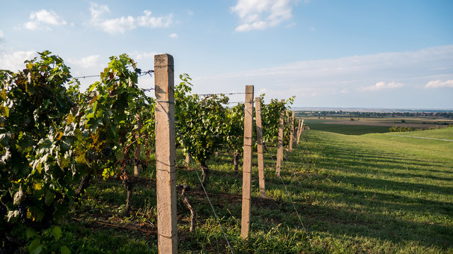 Scenic vineyard in Ilok, Croatia