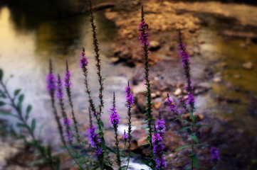 Purple flowers on the river