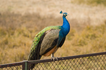 beautiful peacocks