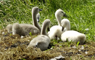 baby swans at there nest