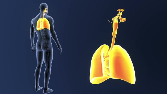 Heart and Lungs zoom with Circulatory System