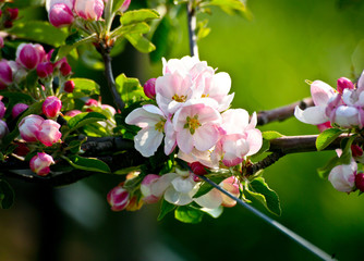 Apple flowers