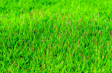 The grass on the front lawn of flowers in a clear day.