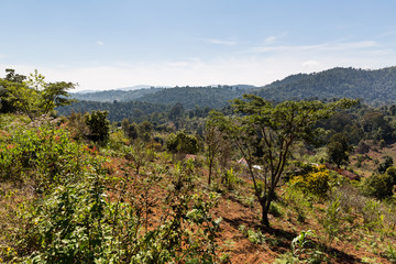Usambara Berge - Tansania