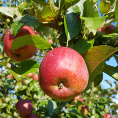 Berner Rosenapfel, Apfel, Malus, domestica