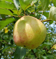 Biesterfelder Renette, Apfel, Malus, domestica, Alte Apfelsorte