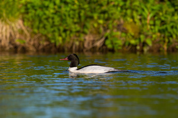 portrait male common merganser (mergus merganser) bird swimming riverside