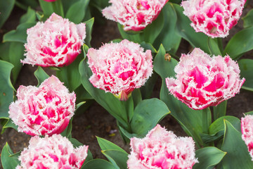 Pink tulip in the field