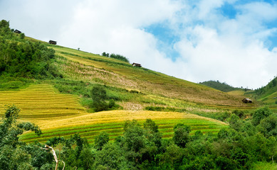 Fototapeta na wymiar Rice fields on terraced of Mu Cang Chai, YenBai, Vietnam. Vietnam landscapes. 