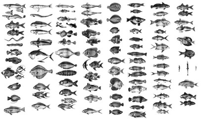 Fototapeta premium Collection of oceanic and marine fish.