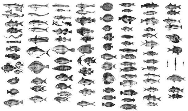 Collection of oceanic and marine fish.