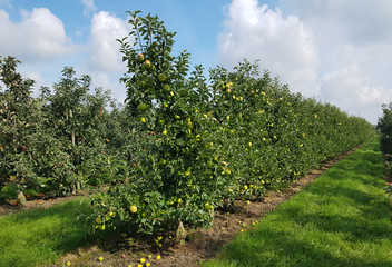 Fototapeta na wymiar Apfelplantage, Altes Land
