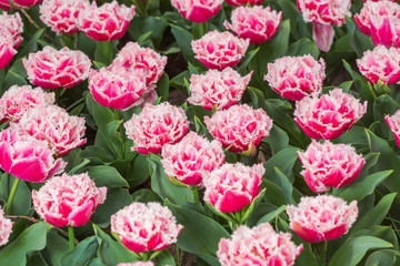 Pink tulip in the field