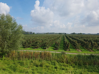 Fototapeta na wymiar Apfelplantage, Altes Land