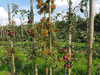 Saeulenapfel, Apfelplantage, roter
