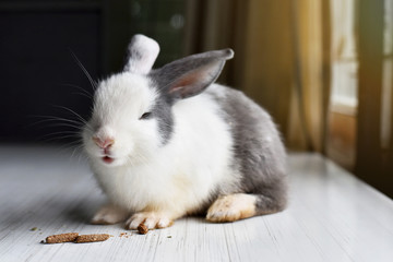 Obraz premium Cute rabbit enjoy eating favorite snacks, Happy face bunny.