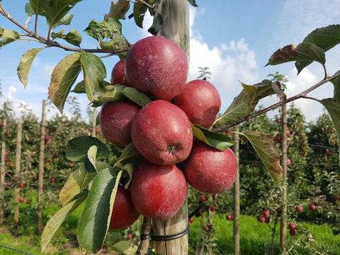 Saeulenapfel, Apfelplantage, roter