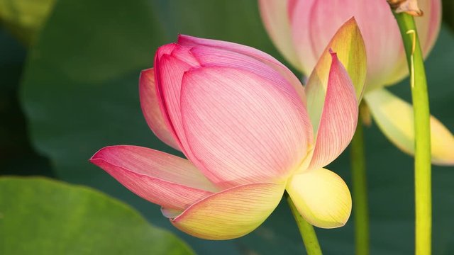 Lotus flower moving in a gentle breeze.