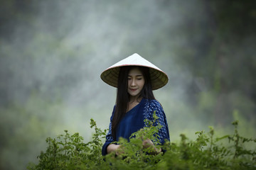 Beautiful Thai woman is harvesting indigo in the garden.