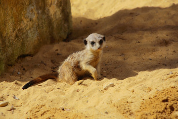 Junges Erdmännchen im Sand, Suricata suricatta