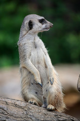 Erdmännchen als Wachposten, Suricata suricatta