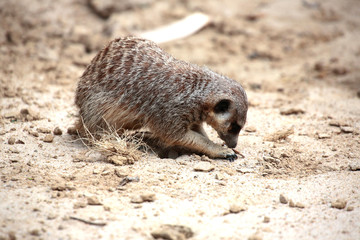 Fototapeta premium Erdmännchen gräbt nach Futter, Suricata suricatta