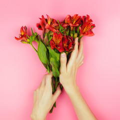 Red flowers in girl's hands on pink background. Concept of present or flower arranger. Red alstroemerias, flat lay, square image.