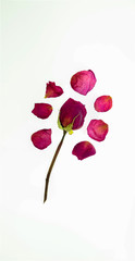 Valentine's day, single red rose with petals on white background 