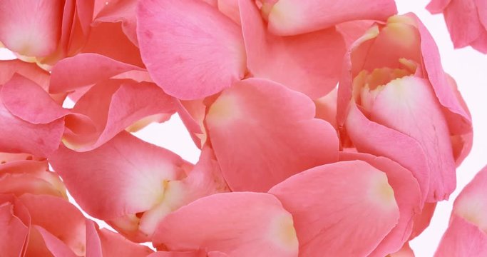 Pink rose petals close up. Valentine's day background.