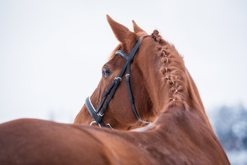 Portrait of red horse
